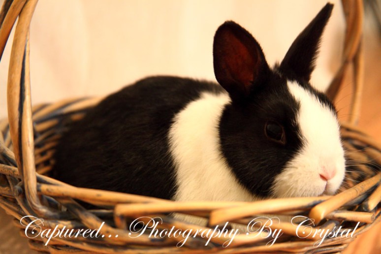 That's Right...We Capture Your Fury Friends Too